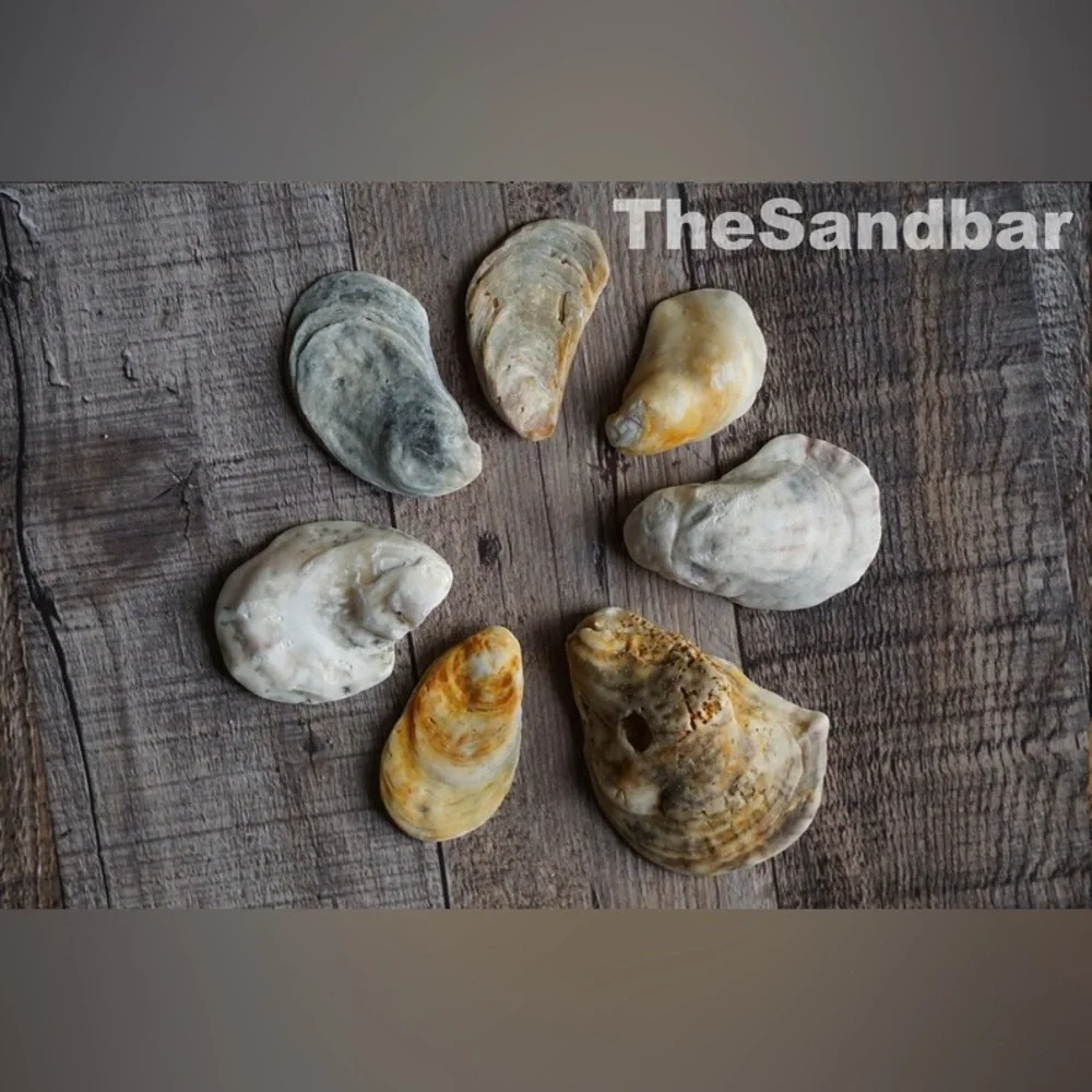 Florida Oyster Shells Smooth Edge Oyster FL Beach Shells Vase Filler TheSandbar